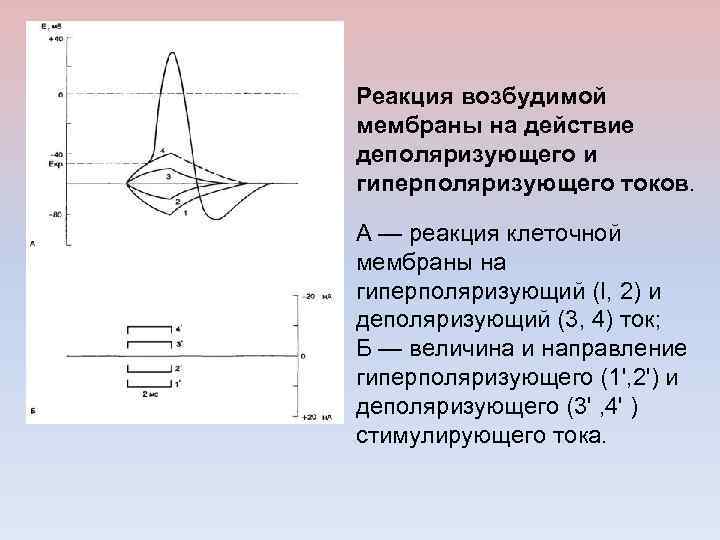 Реакция возбудимой мембраны на действие деполяризующего и гиперполяризующего токов. А — реакция клеточной мембраны