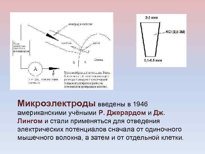 Микроэлектроды введены в 1946 американскими учёными Р. Джерардом и Дж. Лингом и стали применяться