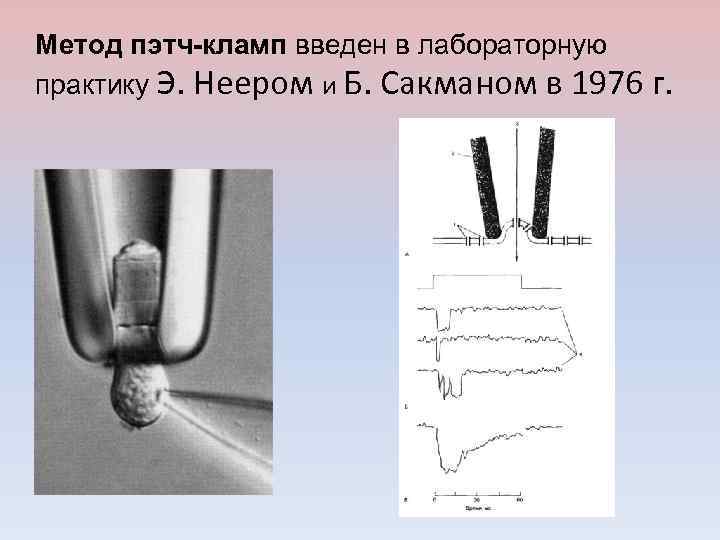 Метод пэтч-кламп введен в лабораторную практику Э. Неером и Б. Сакманом в 1976 г.