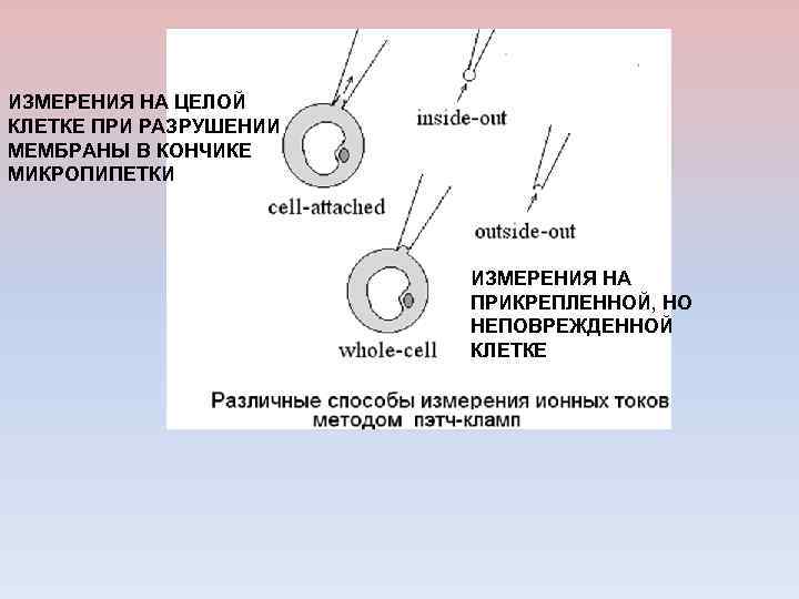 ИЗМЕРЕНИЯ НА ЦЕЛОЙ КЛЕТКЕ ПРИ РАЗРУШЕНИИ МЕМБРАНЫ В КОНЧИКЕ МИКРОПИПЕТКИ ИЗМЕРЕНИЯ НА ПРИКРЕПЛЕННОЙ, НО