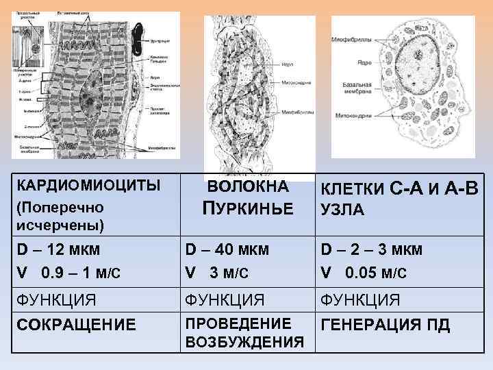 Атипичные кардиомиоциты рисунок