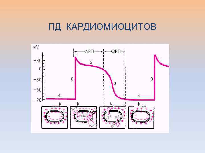 Атипичные кардиомиоциты рисунок