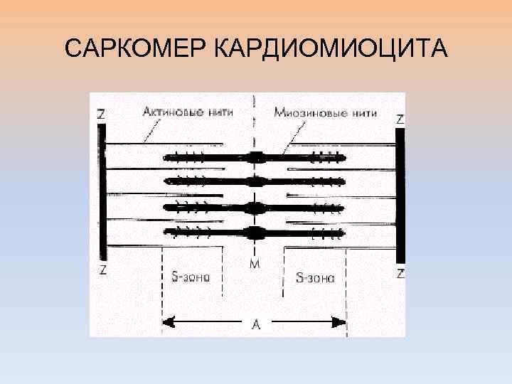 Схема строения саркомера гистология