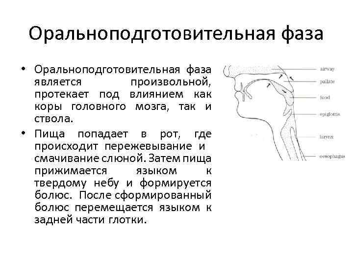 Оральноподготовительная фаза • Оральноподготовительная фаза является произвольной, протекает под влиянием как коры головного мозга,