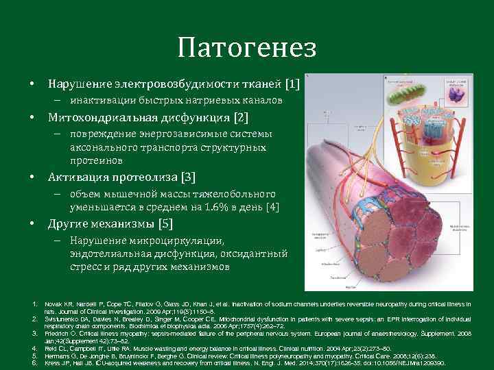 Патогенез • Нарушение электровозбудимости тканей [1] – инактивации быстрых натриевых каналов • Митохондриальная дисфункция
