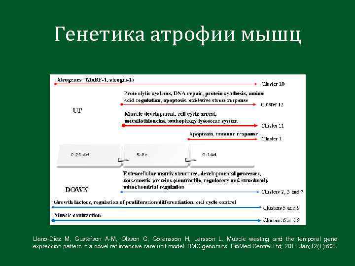 Генетика атрофии мышц Llano-Diez M, Gustafson A-M, Olsson C, Goransson H, Larsson L. Muscle
