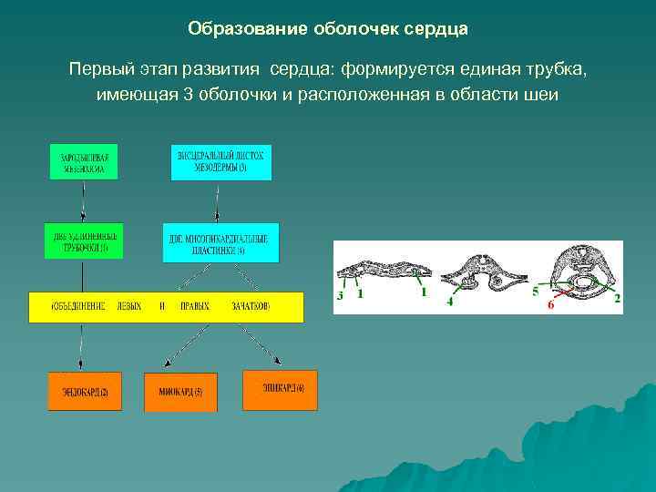 Образование оболочек сердца Первый этап развития сердца: формируется единая трубка, имеющая 3 оболочки и