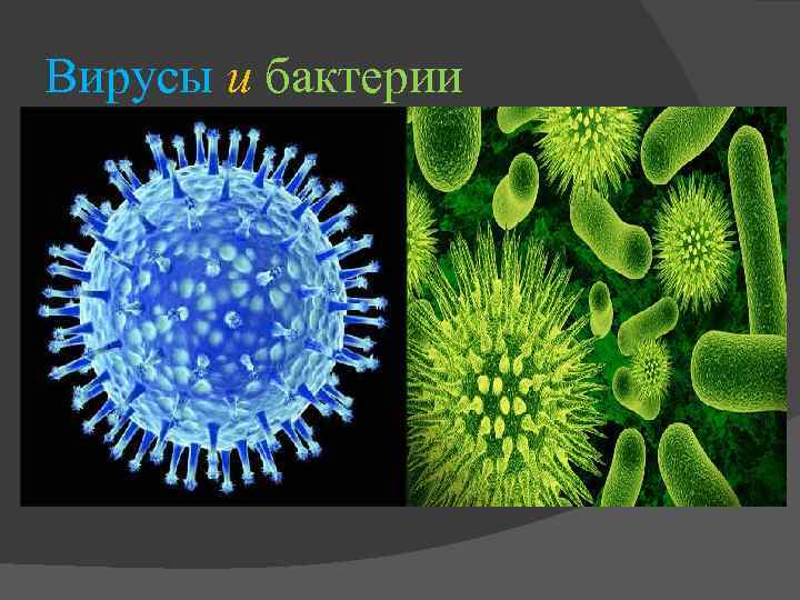 Чем отличается вирус от бактерии простыми словами. Бациллы вирусы и микробы. Вирусы бактерии микроорганизмы. Название вирусов и бактерий. Изображение вирусов и бактерий.