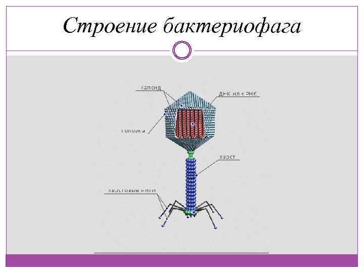 Строение бактериофага рисунок с подписями