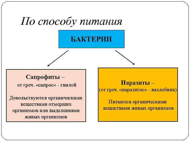 Бактерии питающиеся органическими веществами отмерших организмов это