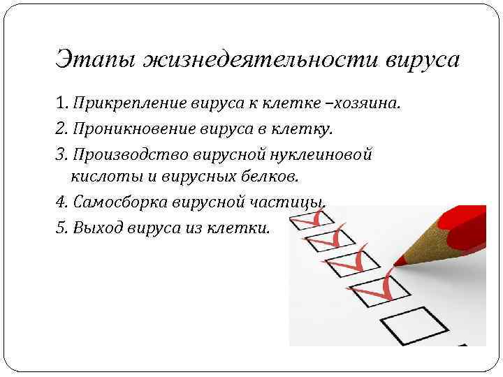 Этапы жизнедеятельности вируса 1. Прикрепление вируса к клетке –хозяина. 2. Проникновение вируса в клетку.
