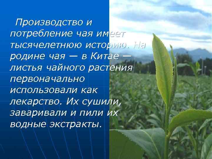 Производство и потребление чая имеет тысячелетнюю историю. На родине чая — в Китае —