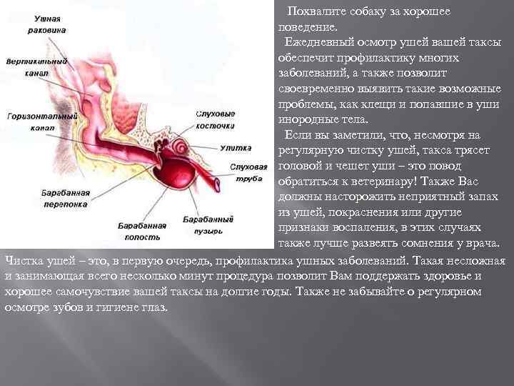  Похвалите собаку за хорошее поведение. Ежедневный осмотр ушей вашей таксы обеспечит профилактику многих