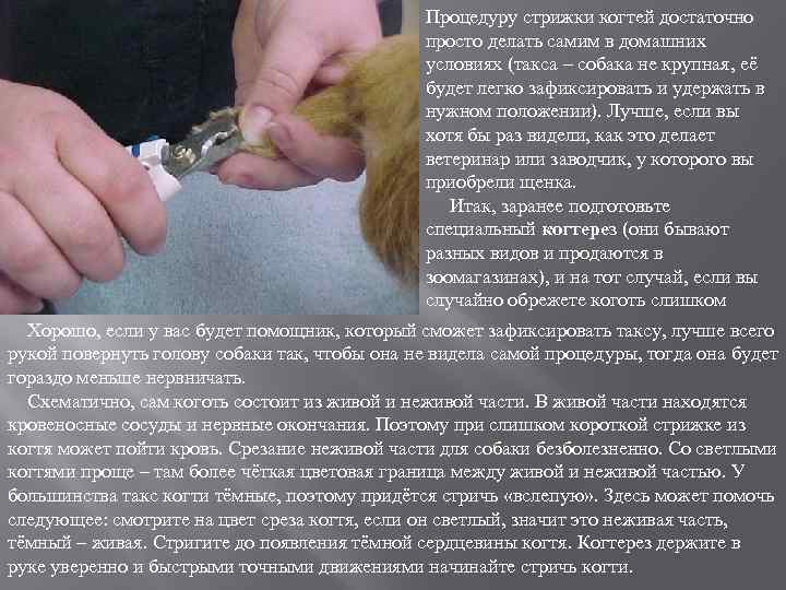 Процедуру стрижки когтей достаточно просто делать самим в домашних условиях (такса – собака не