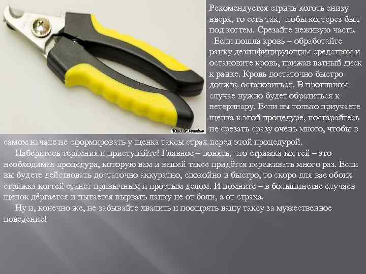 Рекомендуется стричь коготь снизу вверх, то есть так, чтобы когтерез был под когтем. Срезайте