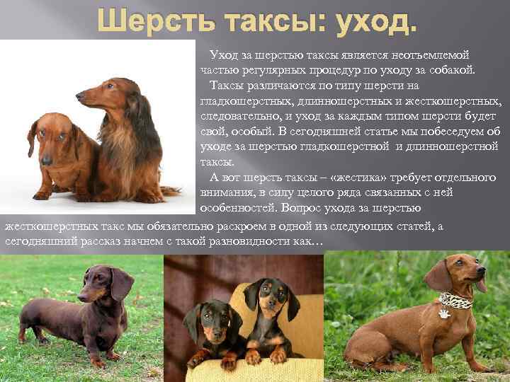 Шерсть таксы: уход. Уход за шерстью таксы является неотъемлемой частью регулярных процедур по уходу