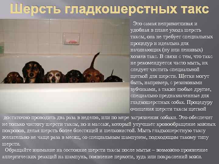 Шерсть гладкошерстных такс Это самая неприхотливая и удобная в плане ухода шерсть таксы, она