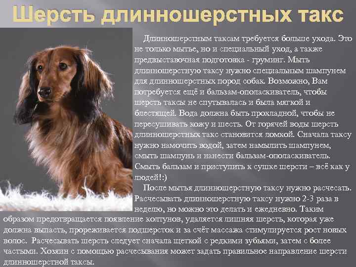 Шерсть длинношерстных такс Длинношерстным таксам требуется больше ухода. Это не только мытье, но и