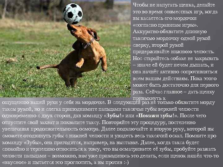 Чтобы не напугать щенка, делайте это во время совместных игр, когда вы касаетесь его