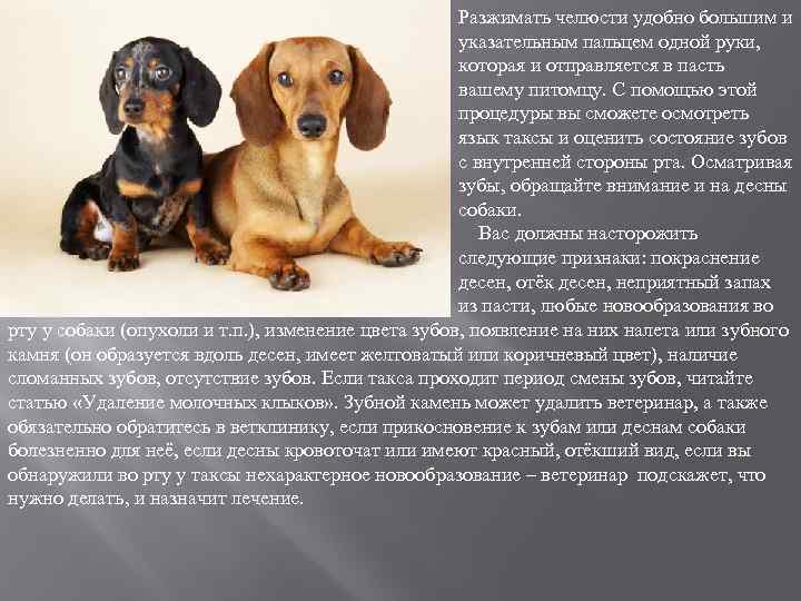 Разжимать челюсти удобно большим и указательным пальцем одной руки, которая и отправляется в пасть
