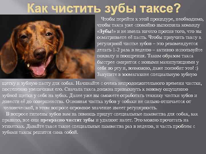 Как чистить зубы таксе? Чтобы перейти к этой процедуре, необходимо, чтобы такса уже спокойно