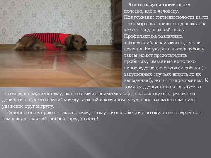 Чистить зубы таксе также полезно, как и человеку. Поддержание гигиены полости пасти – это