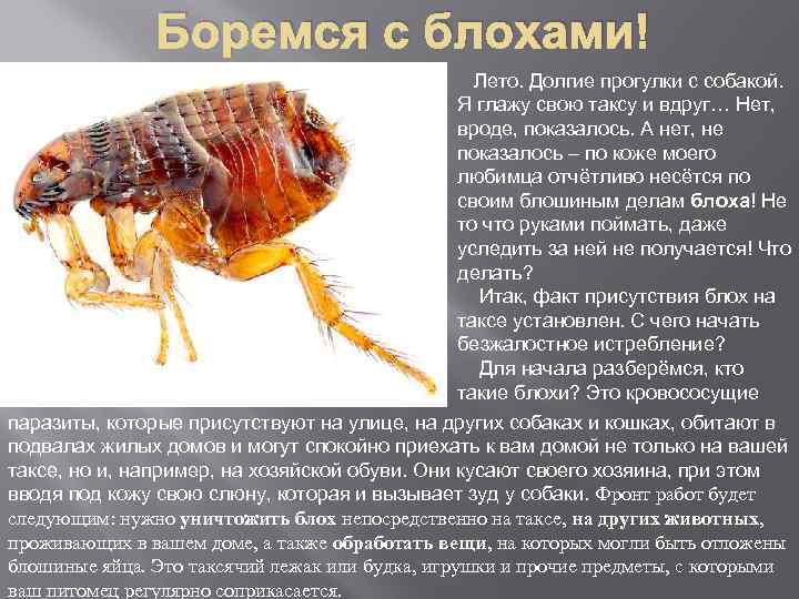 Боремся с блохами! Лето. Долгие прогулки с собакой. Я глажу свою таксу и вдруг…