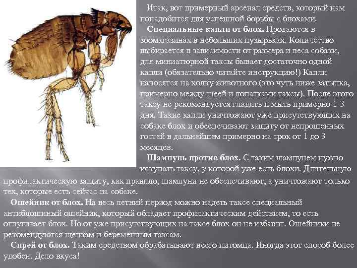 Итак, вот примерный арсенал средств, который нам понадобится для успешной борьбы с блохами.