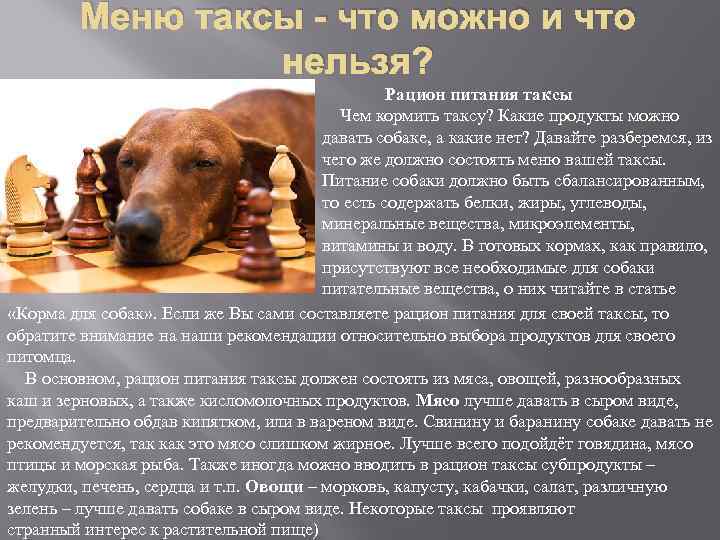 Меню таксы - что можно и что нельзя? Рацион питания таксы Чем кормить таксу?