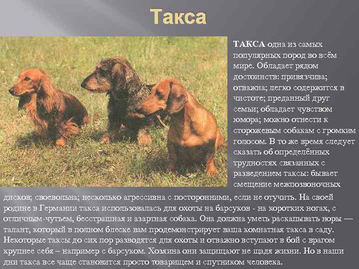 Такса ТАКСА одна из самых популярных пород во всём мире. Обладает рядом достоинств: привязчива;