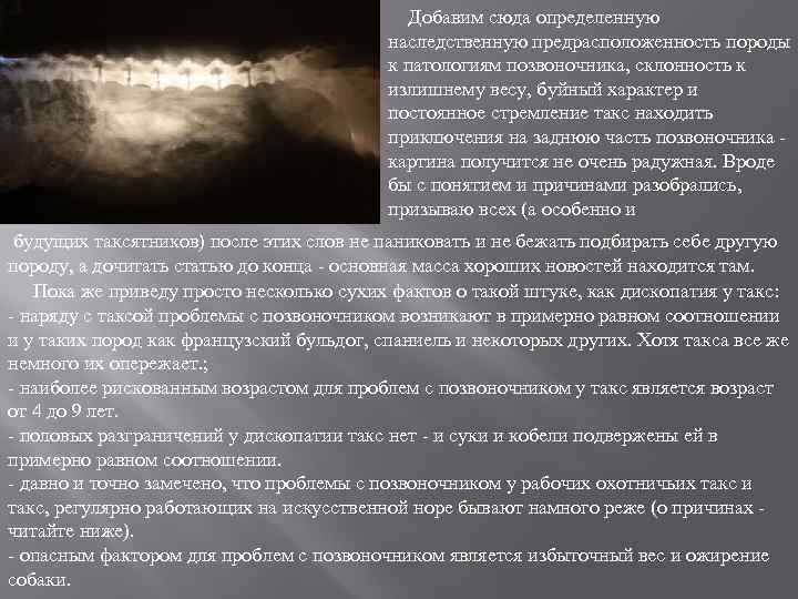  Добавим сюда определенную наследственную предрасположенность породы к патологиям позвоночника, склонность к излишнему весу,