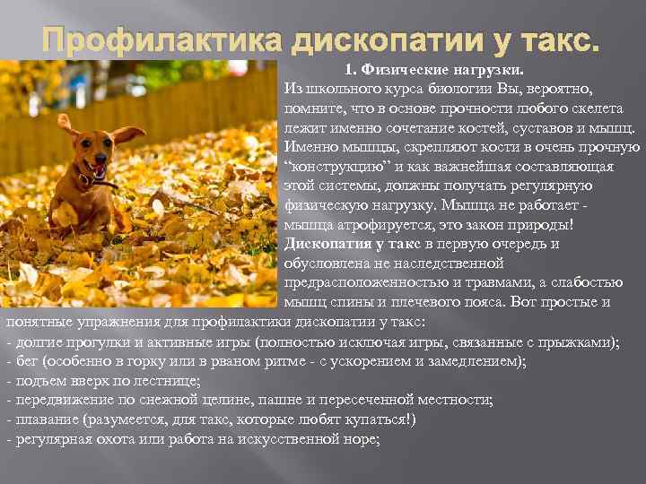 Профилактика дископатии у такс. 1. Физические нагрузки. Из школьного курса биологии Вы, вероятно, помните,