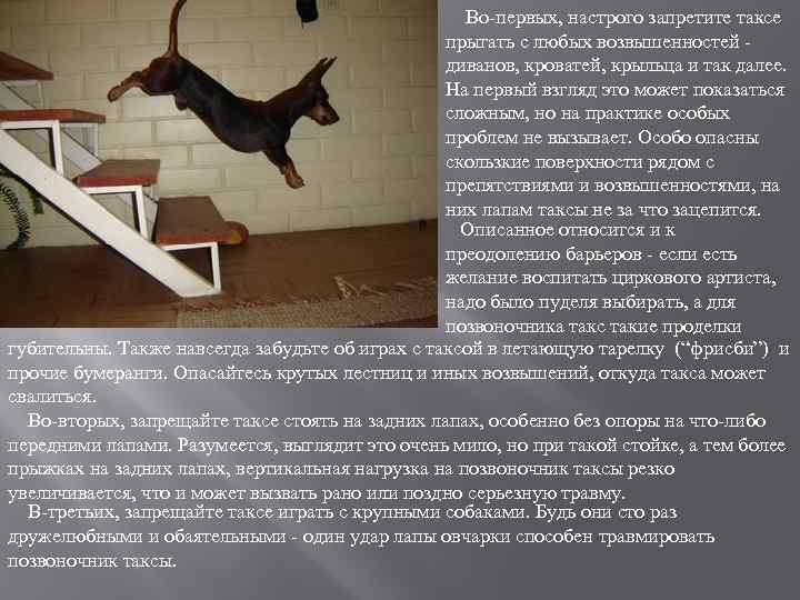  Во-первых, настрого запретите таксе прыгать с любых возвышенностей - диванов, кроватей, крыльца и