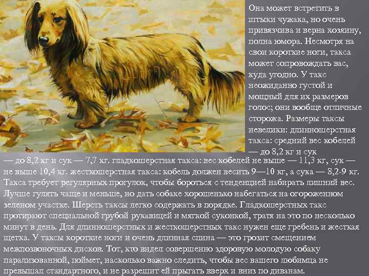 Она может встретить в штыки чужака, но очень привязчива и верна хозяину, полна юмора.