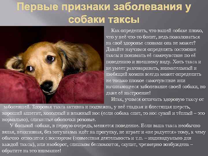 Первые признаки заболевания у собаки таксы Как определить, что вашей собаке плохо, что у