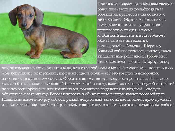 При таком поведении таксы вам следует более внимательно понаблюдать за собакой на предмет начинающегося
