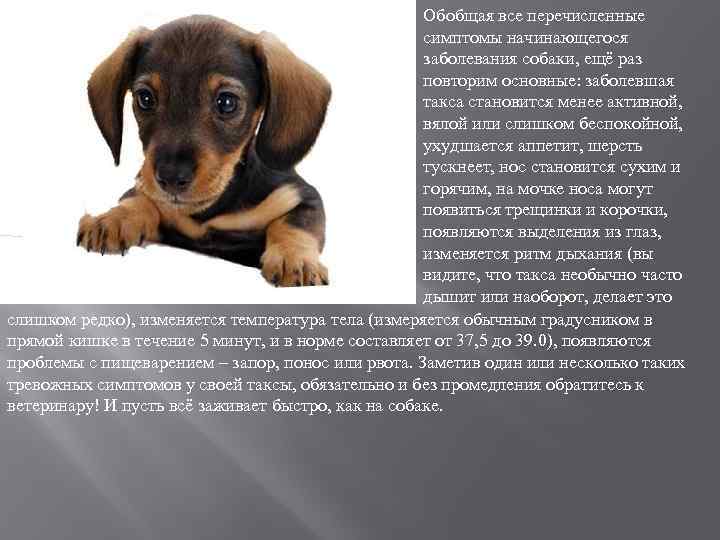 Обобщая все перечисленные симптомы начинающегося заболевания собаки, ещё раз повторим основные: заболевшая такса становится