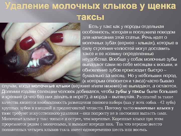 Удаление молочных клыков у щенка таксы Есть у такс как у породы отдельная особенность,