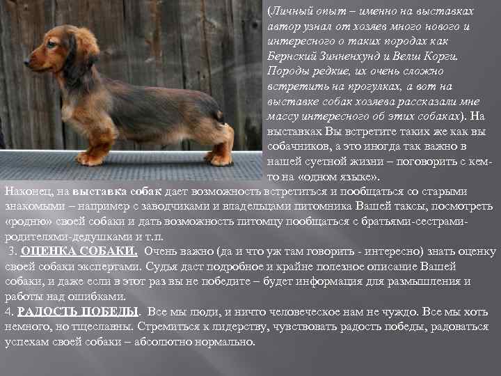 (Личный опыт – именно на выставках автор узнал от хозяев много нового и интересного