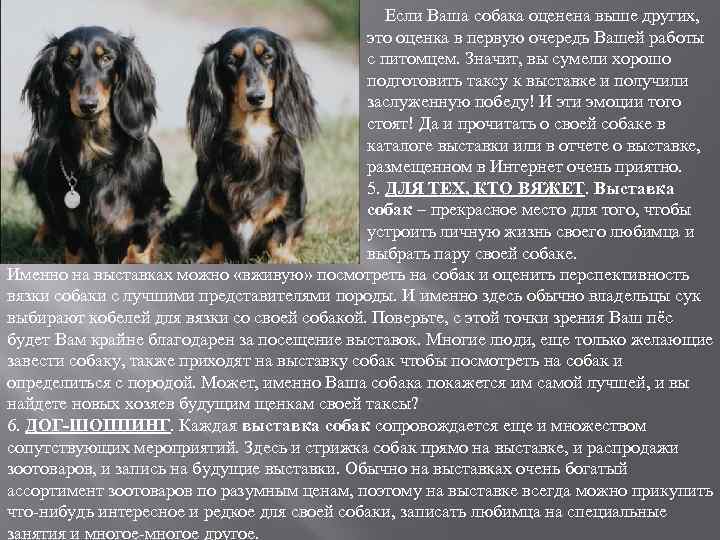  Если Ваша собака оценена выше других, это оценка в первую очередь Вашей работы