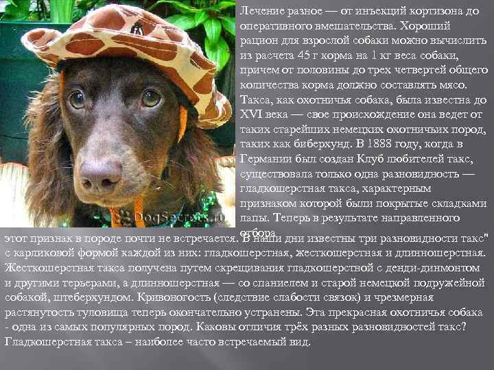 Лечение разное — от инъекций кортизона до оперативного вмешательства. Хороший рацион для взрослой собаки