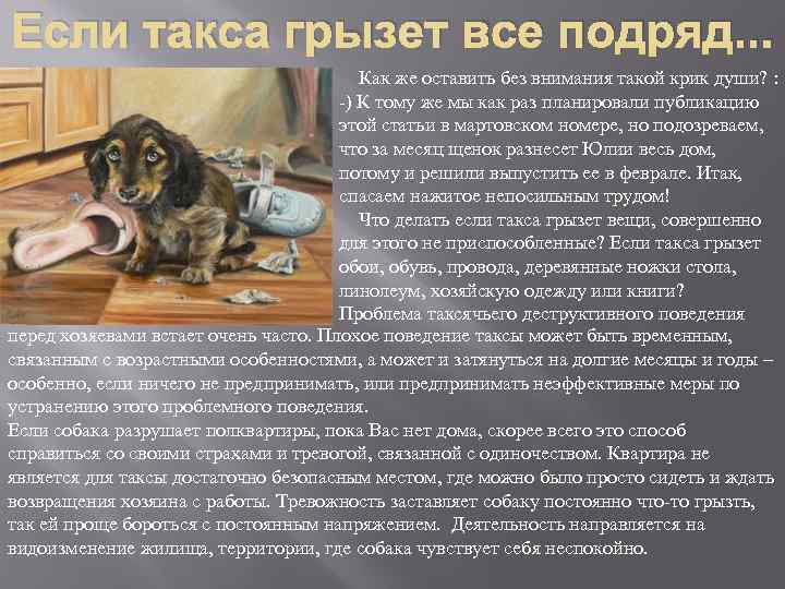 Такса презентация 2 класс