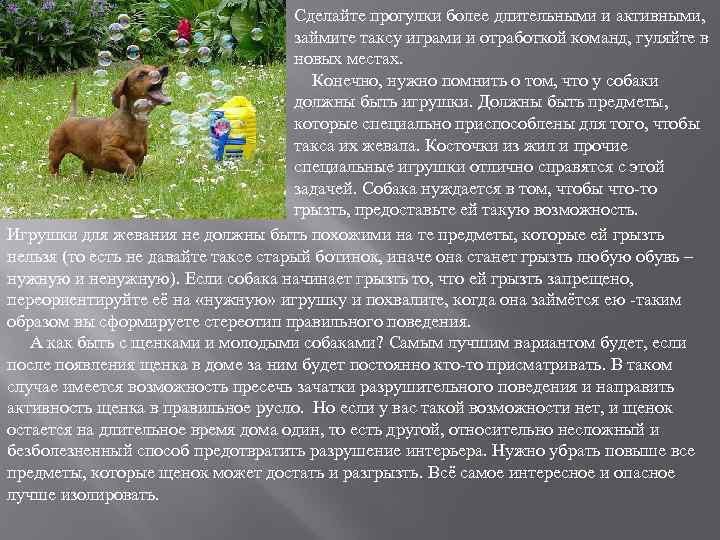 Сделайте прогулки более длительными и активными, займите таксу играми и отработкой команд, гуляйте в