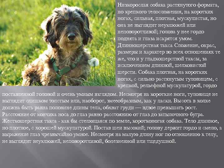 Низкорослая собака растянутого формата, но крепкого телосложения, на коротких ногах, сильная, плотная, мускулистая, но