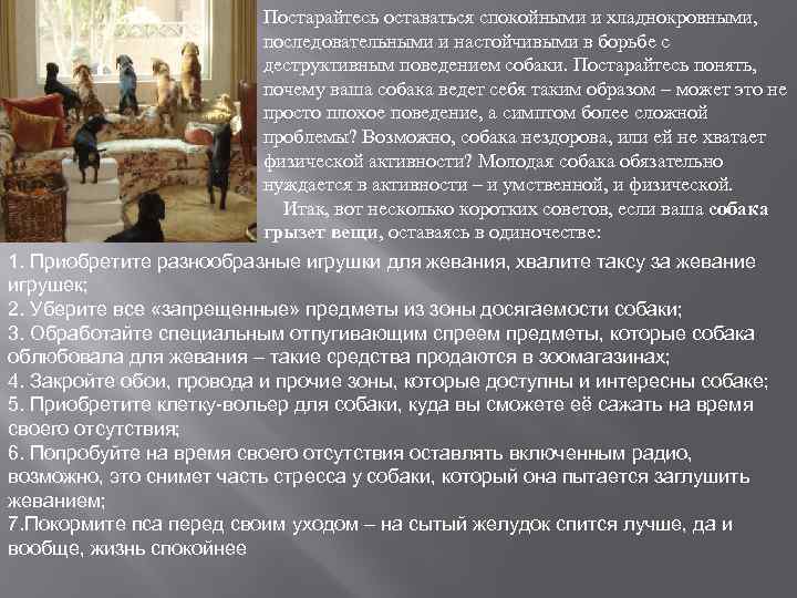 Постарайтесь оставаться спокойными и хладнокровными, последовательными и настойчивыми в борьбе с деструктивным поведением собаки.