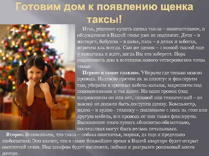 Готовим дом к появлению щенка таксы! Итак, решение купить щенка таксы – окончательное, и