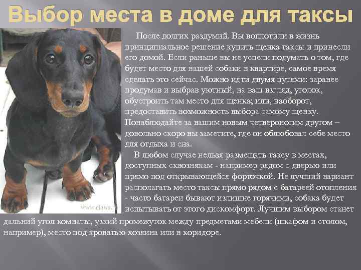 Выбор места в доме для таксы После долгих раздумий. Вы воплотили в жизнь принципиальное