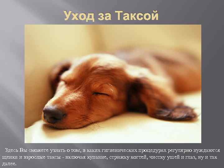 Уход за Таксой Здесь Вы сможете узнать о том, в каких гигиенических процедурах регулярно