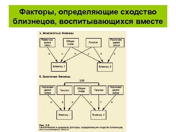 Факторы, определяющие сходство близнецов, воспитывающихся вместе 