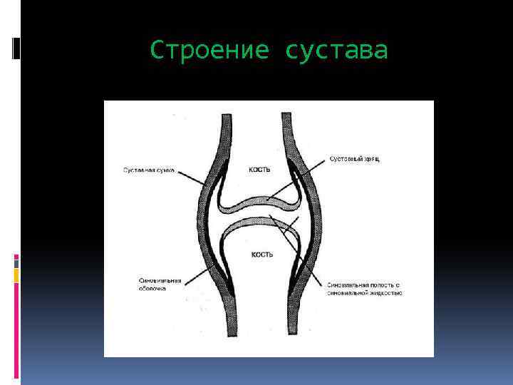 Строение сустава 